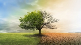 Ilustrační obrázek - strom